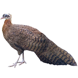 Crested Argus